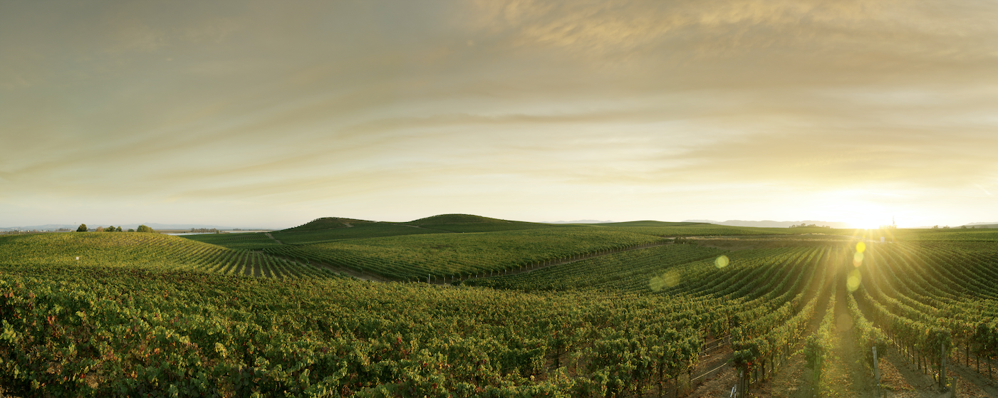 Photo of large vineyard
