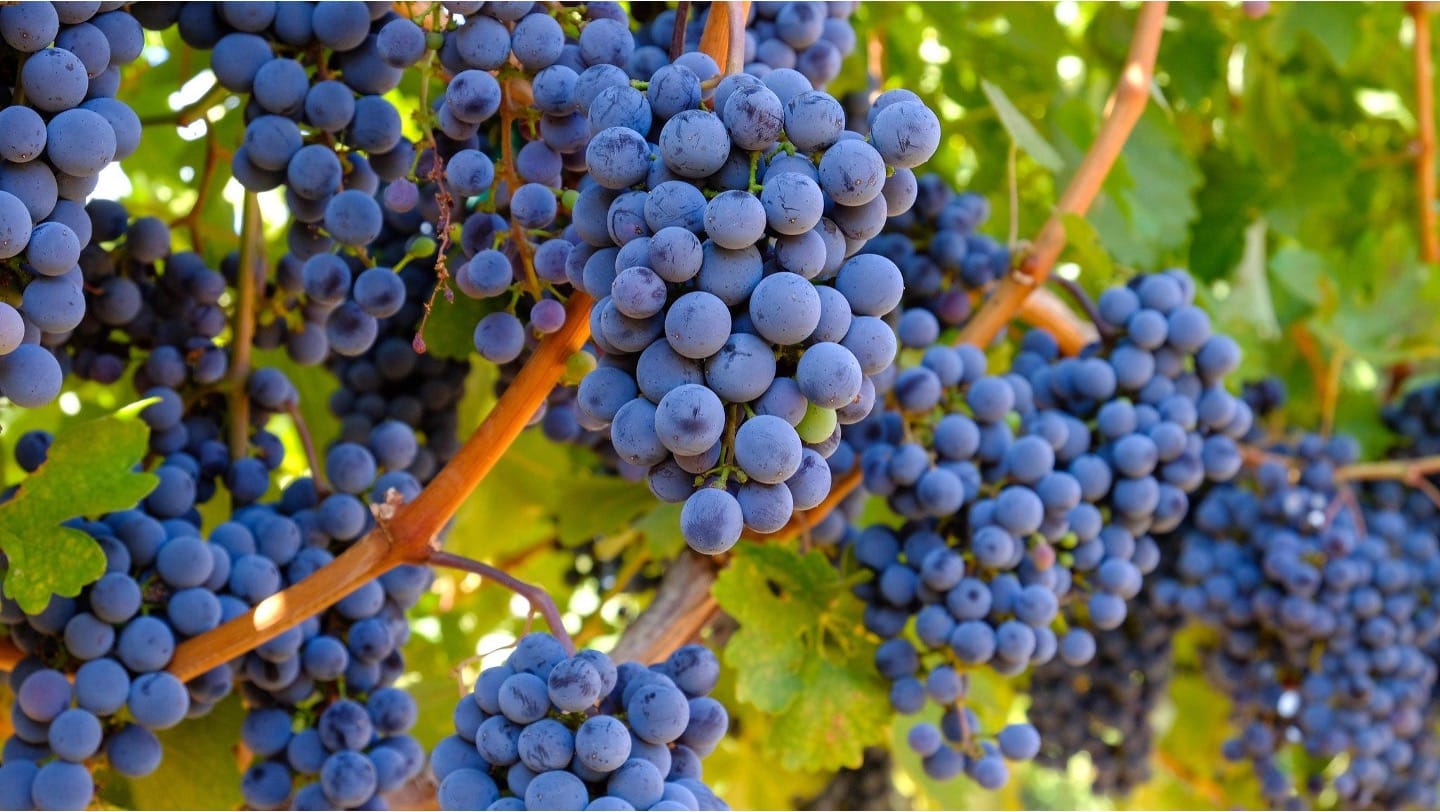 Photo of grape clusters