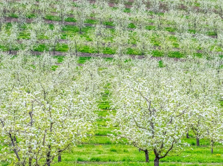 Cherry bloom in Hood River, Oregon